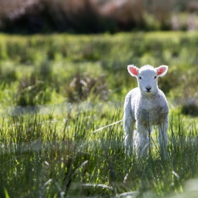 FOWS Fundraising Update